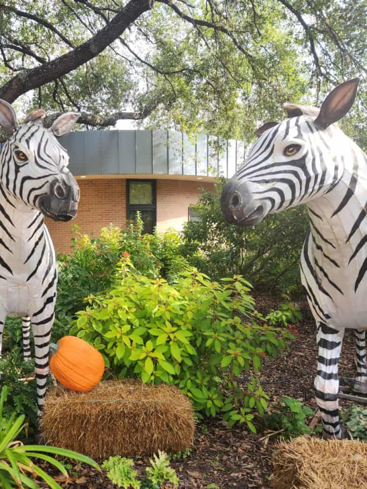 Houston Zoo Zoo Boo Zebras